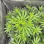 Tropicana Cherry Clone
