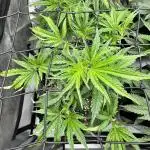 Lemon Cherry Gelato Clone
