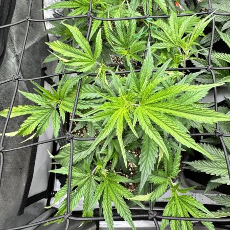 Lemon Cherry Gelato Clone