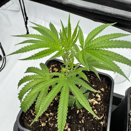 Tropicana Cherry Clone