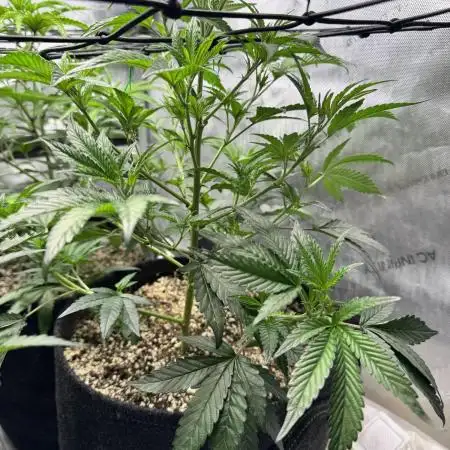 Runtz Muffin Clone