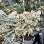 Lemon Cherry Gelato Clone