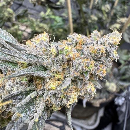 Lemon Cherry Gelato Clone