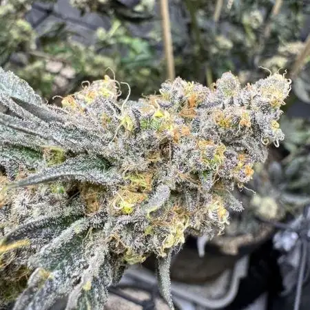 Lemon Cherry Gelato Clone