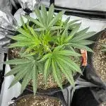 Tropicana Cherry Clone