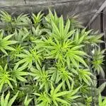 Runtz Muffin Clone