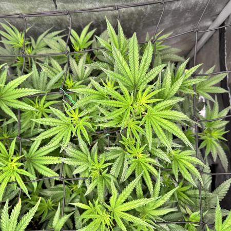 Runtz Muffin Clone