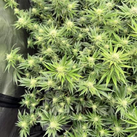 Lemon Cherry Gelato Clone