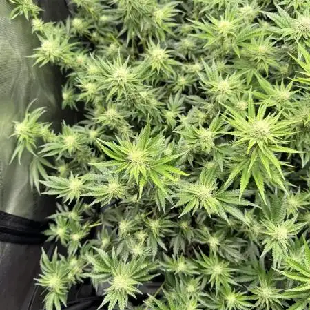 Lemon Cherry Gelato Clone