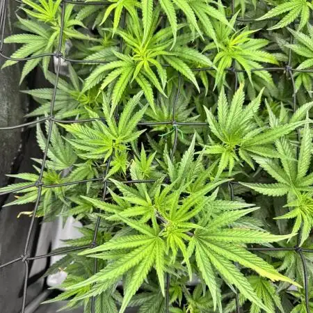 Lemon Cherry Gelato Clone