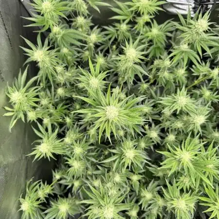 Tropicana Cherry Clone