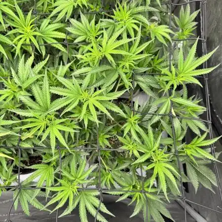 RS11 x Banana OG Clone