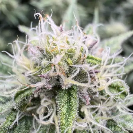 RS11 x Banana OG Clone
