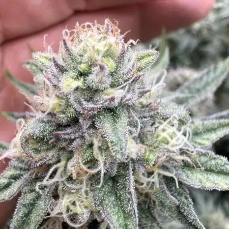 RS11 x Banana OG Clone