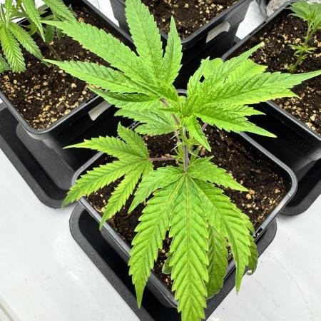 Lemon Cherry Gelato Clone