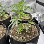RS11 x Banana OG Clone