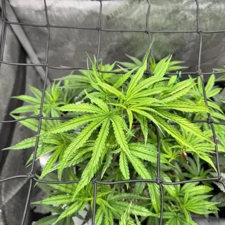 Tropicana Cherry Clone
