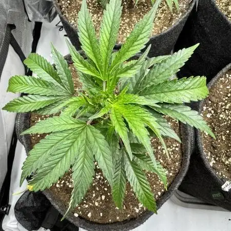 Lemon Cherry Gelato Clone
