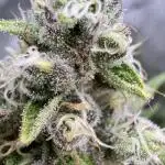 Tropicana Cherry Clone
