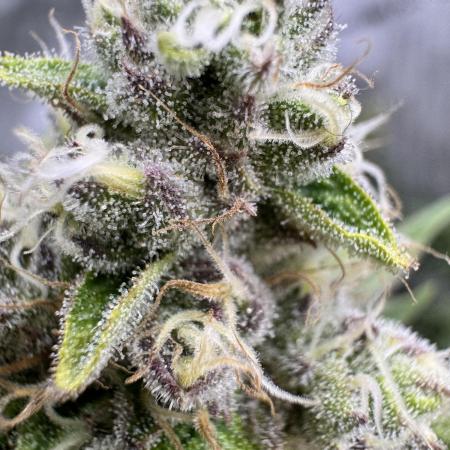 Tropicana Cherry Clone