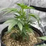 Runtz Muffin Clone