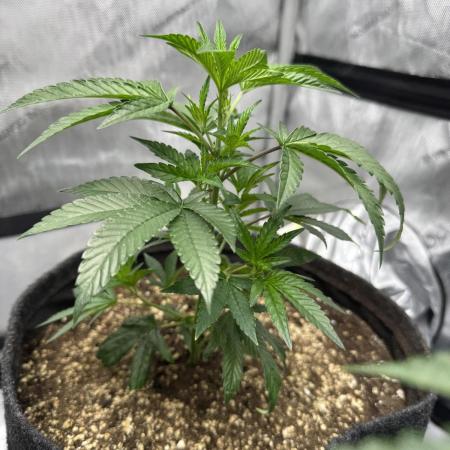Runtz Muffin Clone