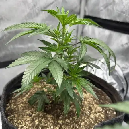 Runtz Muffin Clone