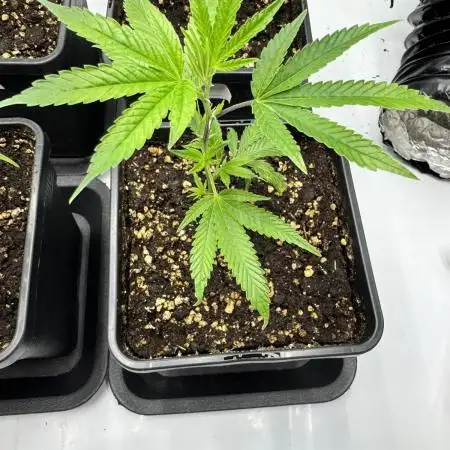 RS11 x Banana OG Clone