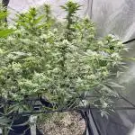 Runtz Muffin Clone