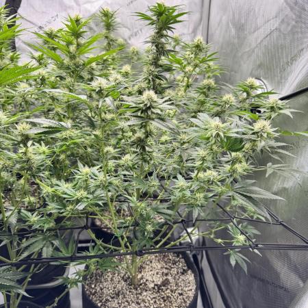 Runtz Muffin Clone