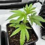 Runtz Muffin Clone