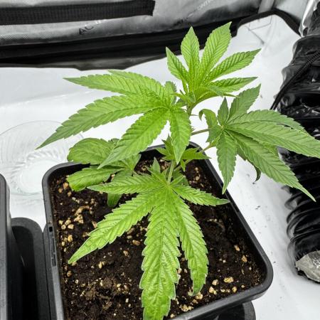 Runtz Muffin Clone