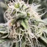 Lemon Cherry Gelato Clone