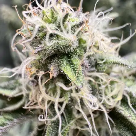Lemon Cherry Gelato Clone