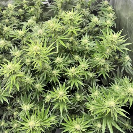 RS11 x Banana OG Clone