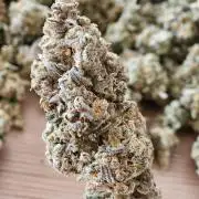 Melonade Runtz~~Critical Orange Punch~~