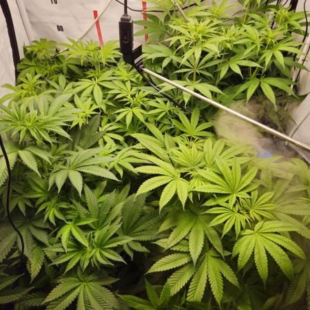 ☆☆  Jealousy & Bruce Baner ☆☆