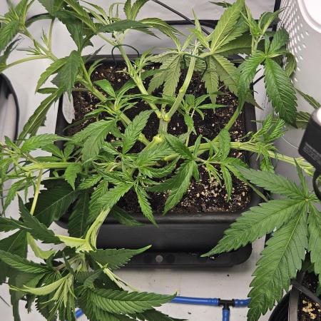 ☆☆  Jealousy & Bruce Baner ☆☆