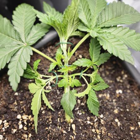 ☆☆  Jealousy & Bruce Baner ☆☆