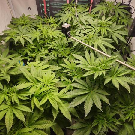 ☆☆ Jealousy & Bruce Baner ☆☆