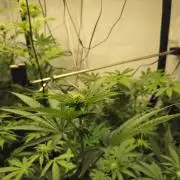 ☆☆ Jealousy & Bruce Baner ☆☆