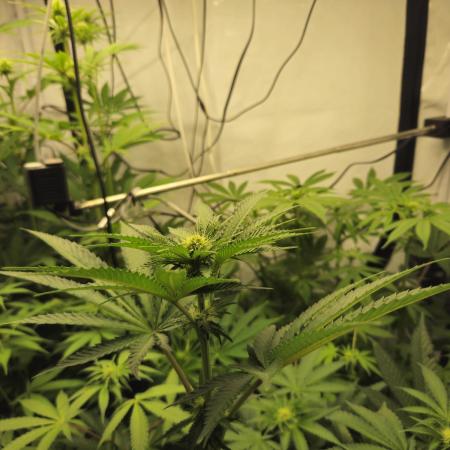 ☆☆  Jealousy & Bruce Baner ☆☆