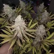 ☆☆  Jealousy & Bruce Baner ☆☆