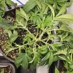 ☆☆ Jealousy & Bruce Baner ☆☆