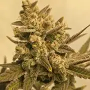 ☆☆  Jealousy & Bruce Baner ☆☆