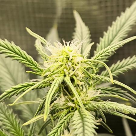 Orange Sherbet Auto 🍊