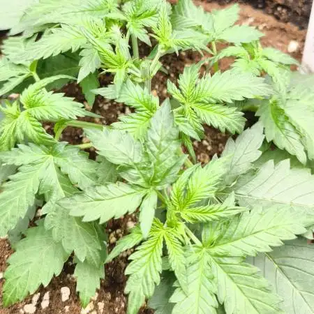 Orange Sherbet Auto 🍊