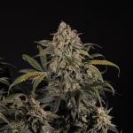 Orange Sherbet Auto 🍊
