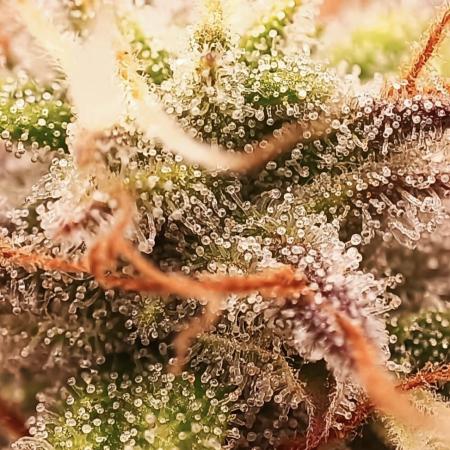 Wurlz F1 Auto #2