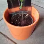 Ultra skunk 2020 - 1 outdoor lady
